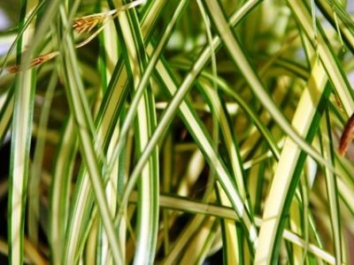 Carex oshimensis Everoro ornamental grass. Common name - Japanese Sedge