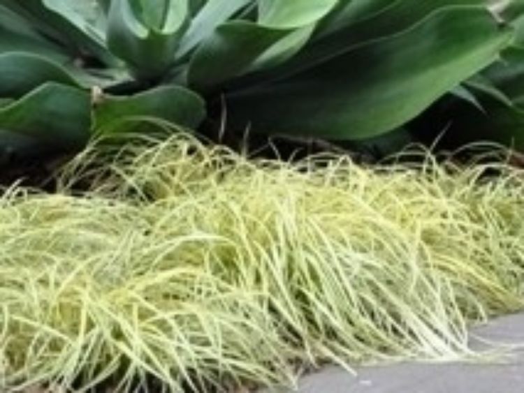 Carex oshimensis Everoro ornamental grass. Common name - Japanese Sedge
