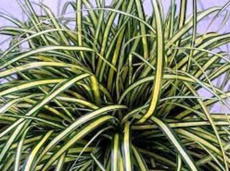 Carex oshimensis Everoro ornamental grass. Common name - Japanese Sedge