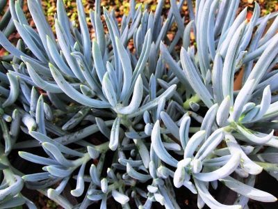 Senecio mandraliscae. Common name - Blue Chalksticks, Blue Chalk Sticks, Succulent