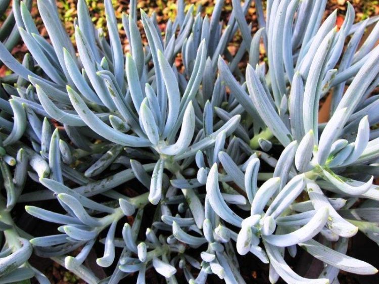 Senecio mandraliscae. Common name - Blue Chalksticks, Blue Chalk Sticks, Succulent