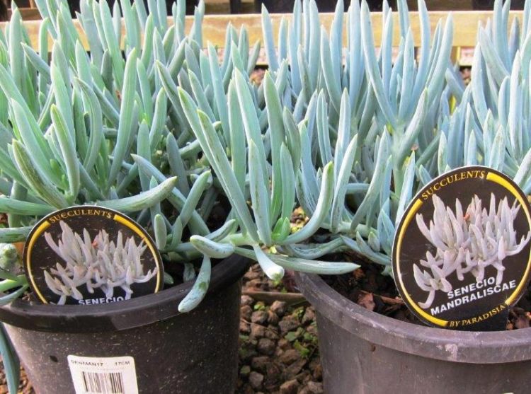 Senecio mandraliscae. Common name - Blue Chalksticks, Blue Chalk Sticks, Succulent