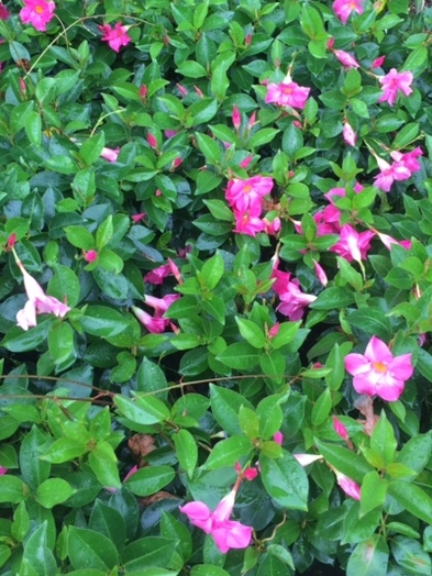 Dipladenia hybrida Rio Pink | Wholesale Nursery - Nurseries in ...