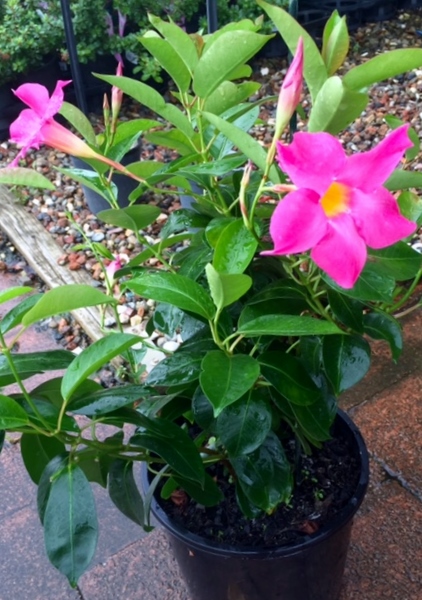 Dipladenia hybrida Rio Pink | Wholesale Nursery - Nurseries in ...