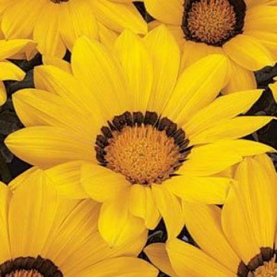 Gazania hybrida Daybreak Yellow. Common name - Gazania