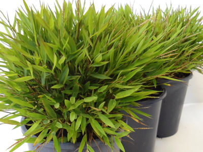 Pogonatherum paniceum. Common name - Panda Grass