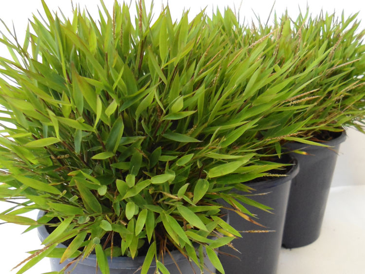 Pogonatherum paniceum. Common name - Panda Grass