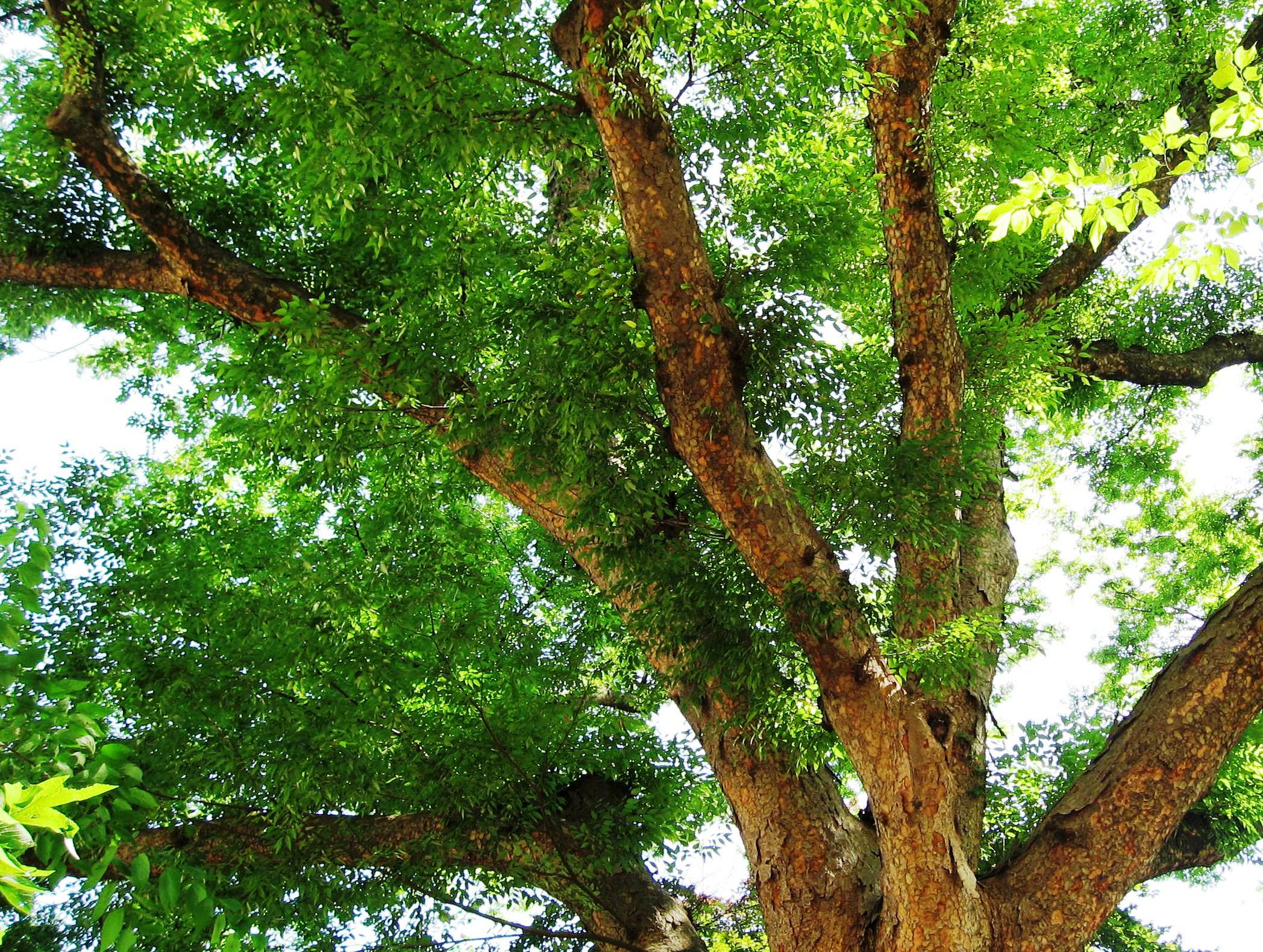 Zelkova serrata Green Vase Wholesale Nursery Nurseries in Melbourne