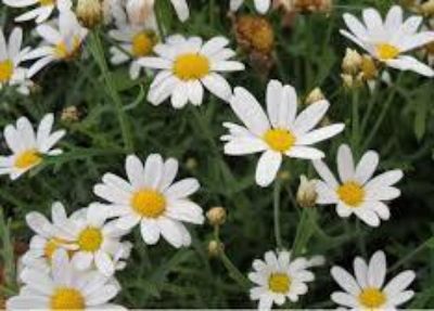 Argyranthemum frutescens. Common name - Syn Chrysanthemum frutescens, Anthemis frutescens, Marguerite Daisy, Paris Daisy, Federation Daisy