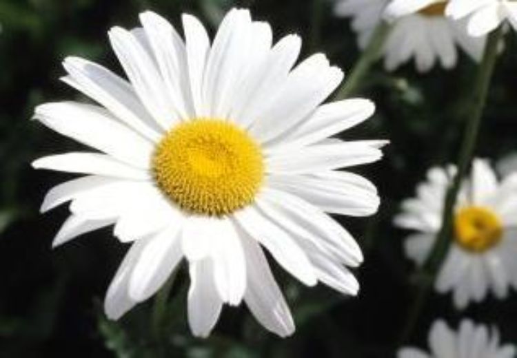 Argyranthemum frutescens. Common name - Syn Chrysanthemum frutescens, Anthemis frutescens, Marguerite Daisy, Paris Daisy, Federation Daisy