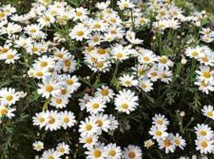 Argyranthemum frutescens. Common name - Syn Chrysanthemum frutescens, Anthemis frutescens, Marguerite Daisy, Paris Daisy, Federation Daisy