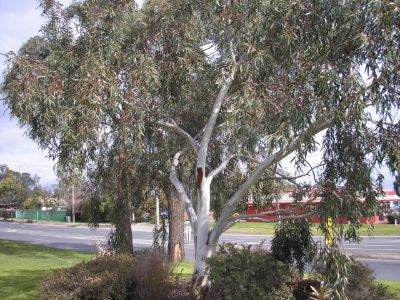 Eucalyptus pauciflora Little Snowman native Australian tree. Common name - Dwarf Snow Gum, Edna Walling