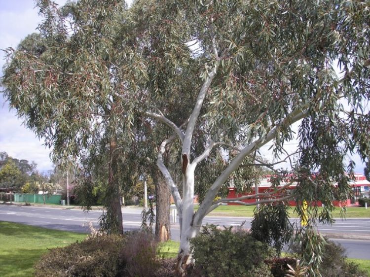 Eucalyptus pauciflora Little Snowman native Australian tree. Common name - Dwarf Snow Gum, Edna Walling