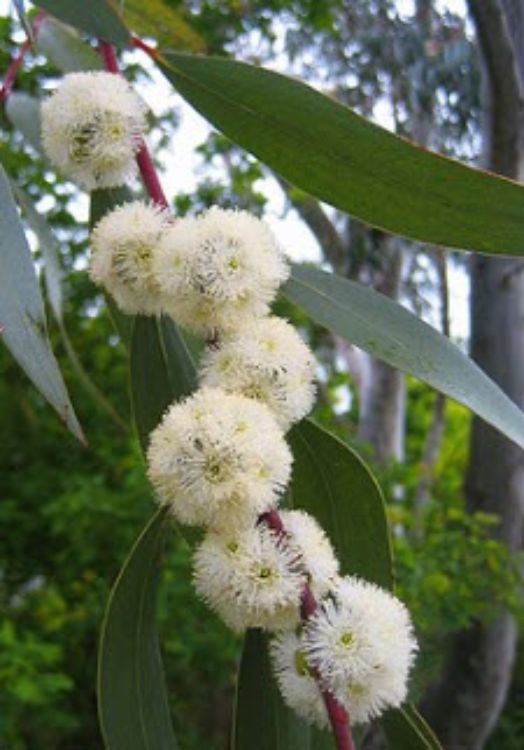 Eucalyptus pauciflora Little Snowman native Australian tree. Common name - Dwarf Snow Gum, Edna Walling
