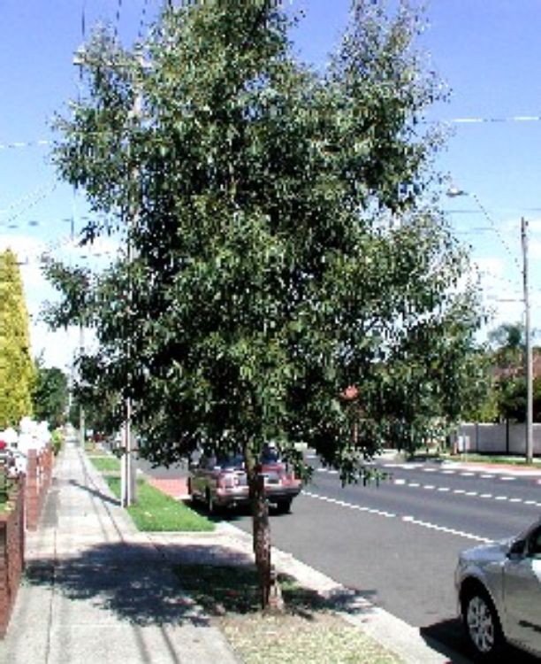 Eucalyptus pauciflora Little Snowman native Australian tree. Common name - Dwarf Snow Gum, Edna Walling