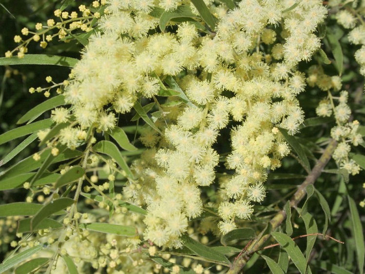 AcafimDw-2