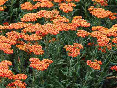AchmilFir-1