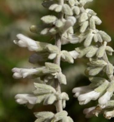 Salvia leucantha Velour White. Common name - Mexican Bush Sage