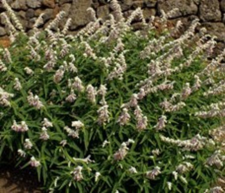 Salvia leucantha Velour White. Common name - Mexican Bush Sage