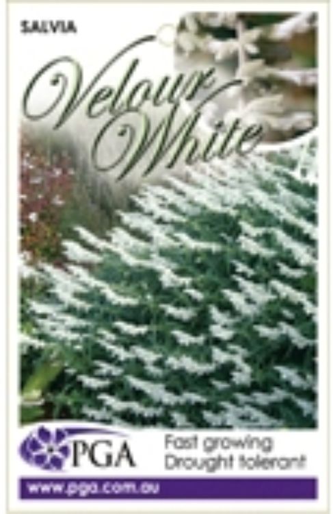 Salvia leucantha Velour White. Common name - Mexican Bush Sage