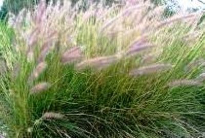 Pennisetum setaceum ornamental grass. Common name - Red Fountain Grass, Crimson Fountain Grass, 