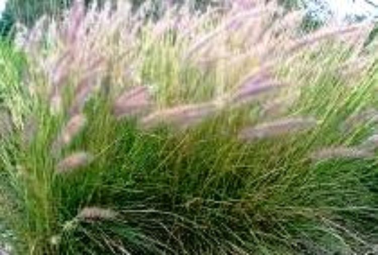 Pennisetum setaceum ornamental grass. Common name - Red Fountain Grass, Crimson Fountain Grass, 