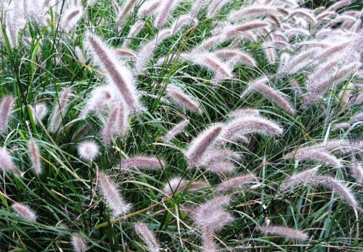 Pennisetum setaceum ornamental grass. Common name - Red Fountain Grass, Crimson Fountain Grass, 