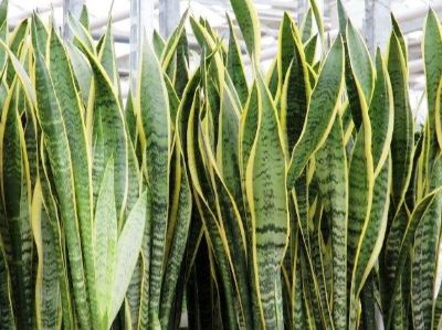 Sansevieria trifasciata Laurentii. Common name - Snake Plant, Mother In Laws Tongue, St Georges Sword
