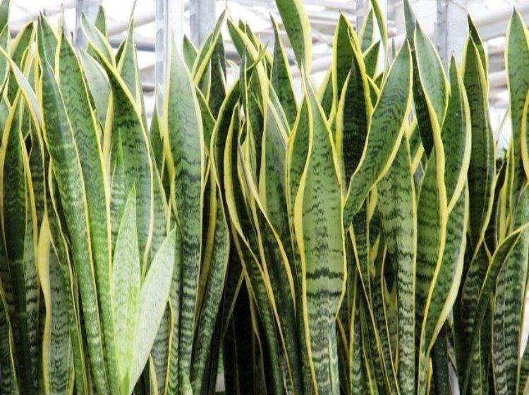 Sansevieria trifasciata Laurentii. Common name - Snake Plant, Mother In Laws Tongue, St Georges Sword