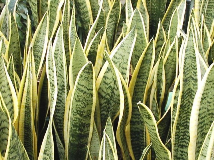 Sansevieria trifasciata Laurentii. Common name - Snake Plant, Mother In Laws Tongue, St Georges Sword