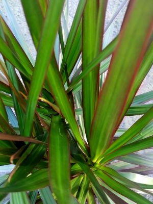 Dracaena marginata Black Knight. Common name - Madagascar Dragon Tree, Red Edge Dracaena