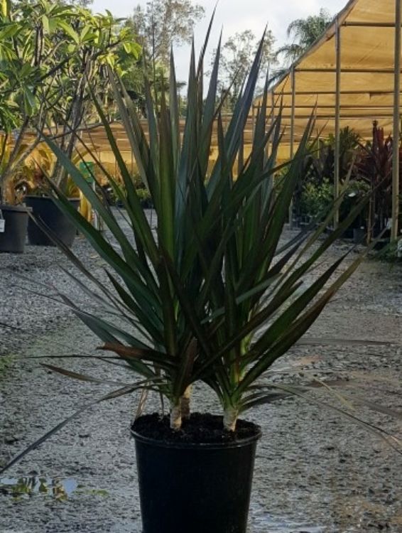 Dracaena marginata Black Knight. Common name - Madagascar Dragon Tree, Red Edge Dracaena