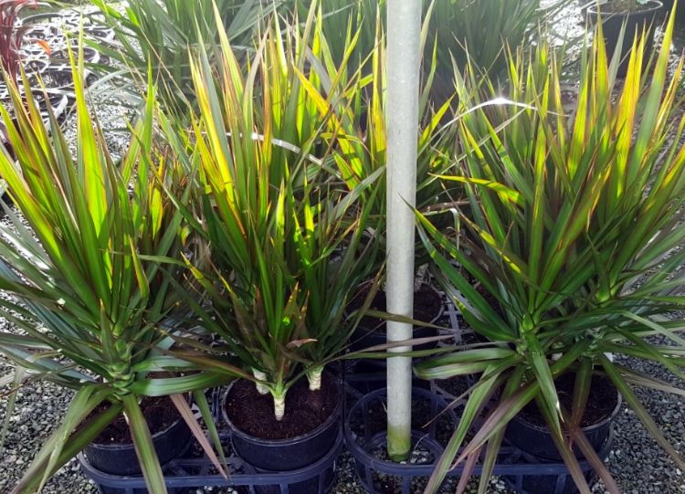 Dracaena marginata Black Knight. Common name - Madagascar Dragon Tree, Red Edge Dracaena