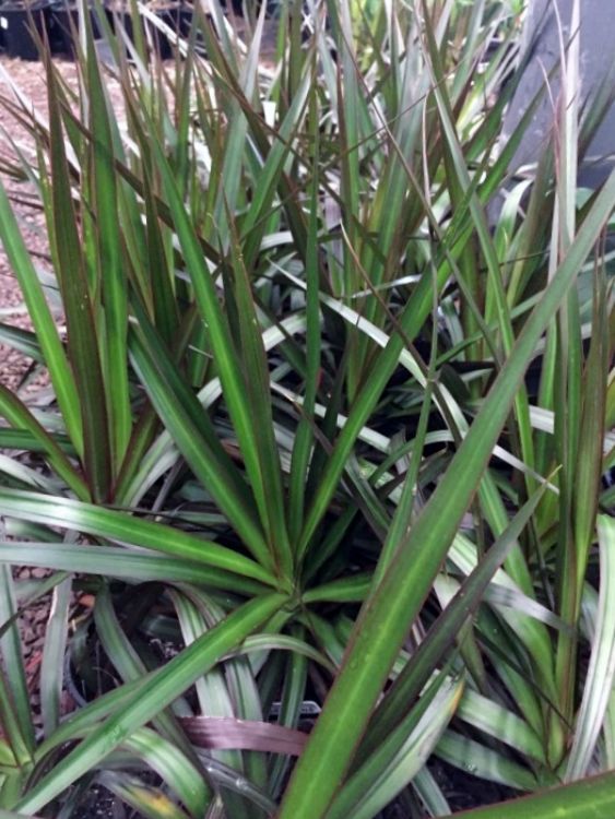 Dracaena marginata Black Knight. Common name - Madagascar Dragon Tree, Red Edge Dracaena