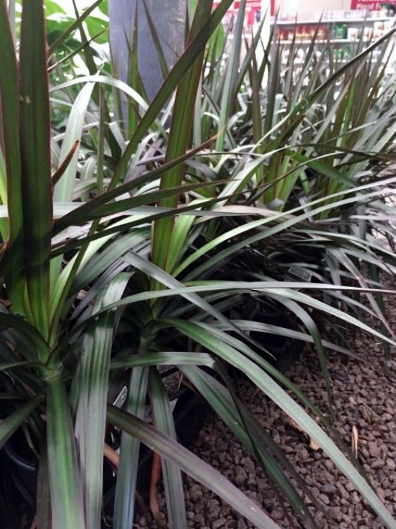 Dracaena marginata Black Knight. Common name - Madagascar Dragon Tree, Red Edge Dracaena