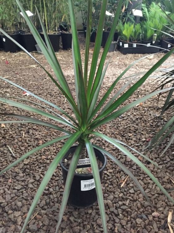 Dracaena marginata Black Knight. Common name - Madagascar Dragon Tree, Red Edge Dracaena