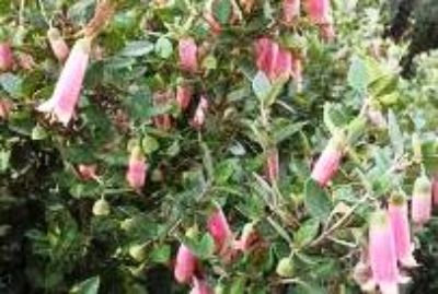 Correa reflexa. Common name - Native Fuchsia