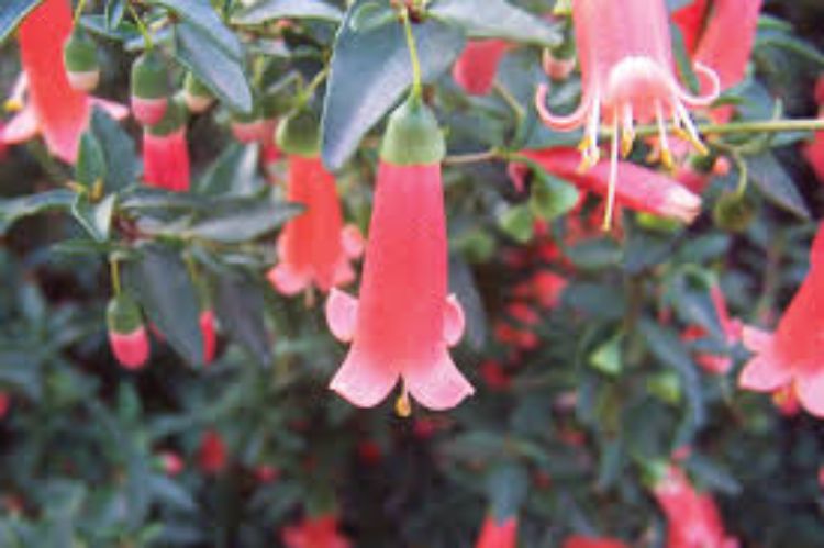 Correa reflexa. Common name - Native Fuchsia