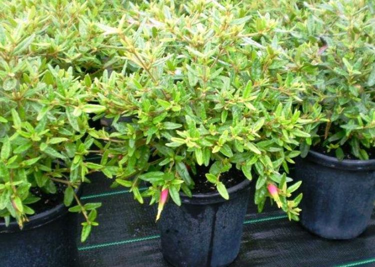 Correa reflexa. Common name - Native Fuchsia