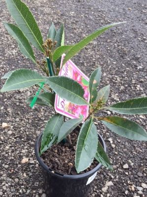 Elaeocarpus reticulatus Dark Pink Elly. Common name - Blueberry Ash