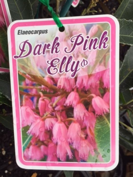Elaeocarpus reticulatus Dark Pink Elly. Common name - Blueberry Ash