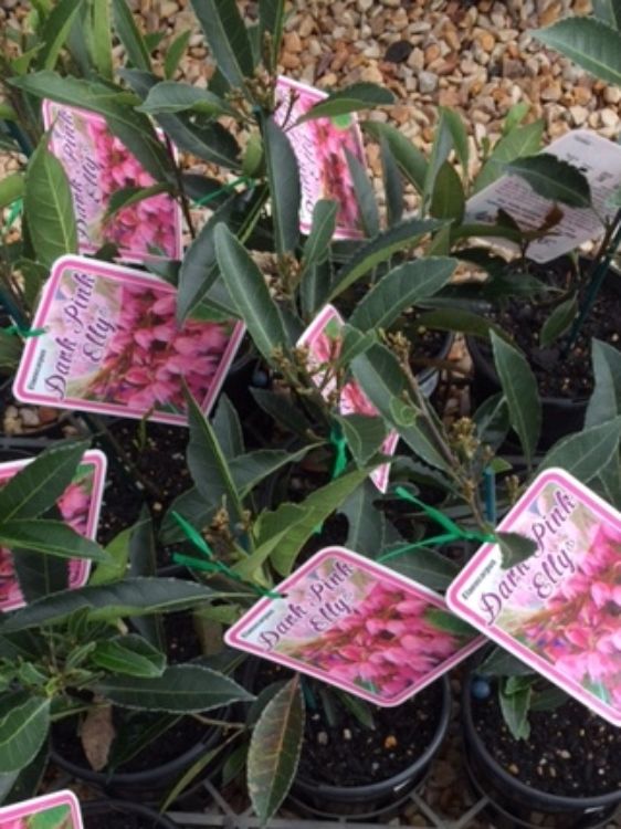 Elaeocarpus reticulatus Dark Pink Elly. Common name - Blueberry Ash