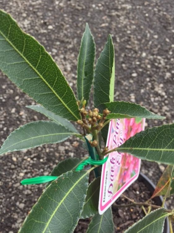 Elaeocarpus reticulatus Dark Pink Elly. Common name - Blueberry Ash