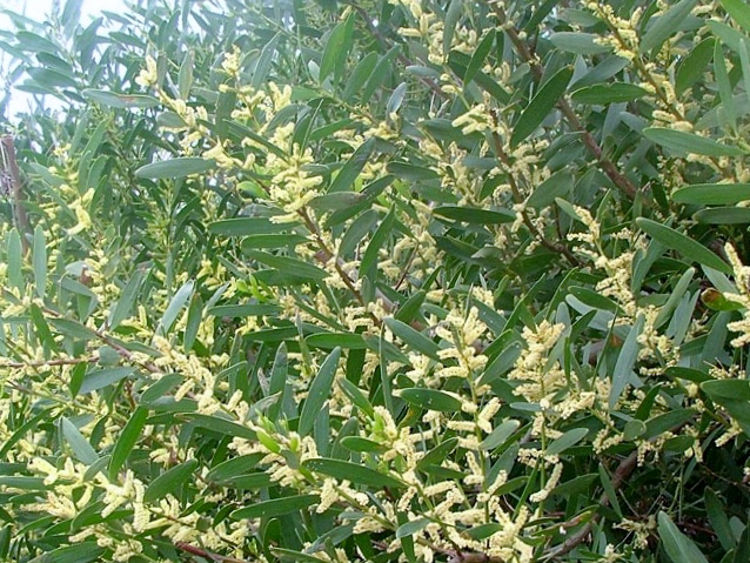 Acalon-1