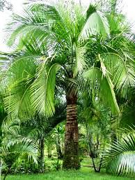 Ravenala rivularis | Wholesale Nursery - Nurseries in Melbourne ...