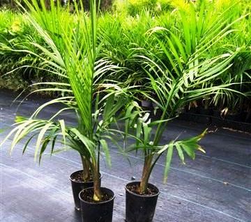 Ravenala rivularis | Wholesale Nursery - Nurseries in Melbourne ...