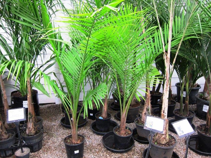 Ravenala rivularis | Wholesale Nursery - Nurseries in Melbourne ...