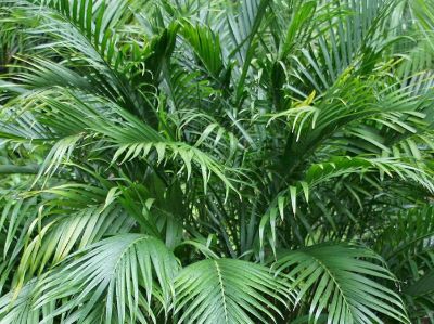 Chamaedorea seifrizii. Common name - Bamboo Palm Tree, Reed Palm