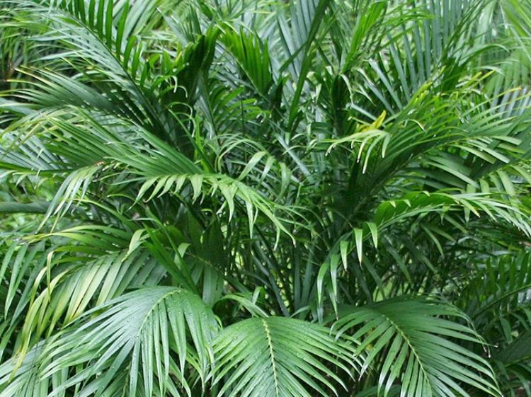 Chamaedorea seifrizii. Common name - Bamboo Palm Tree, Reed Palm