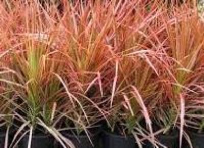 Dracaena marginata Colorama. Common name - Red Edged Dracaena, Madagascar Dragon Tree